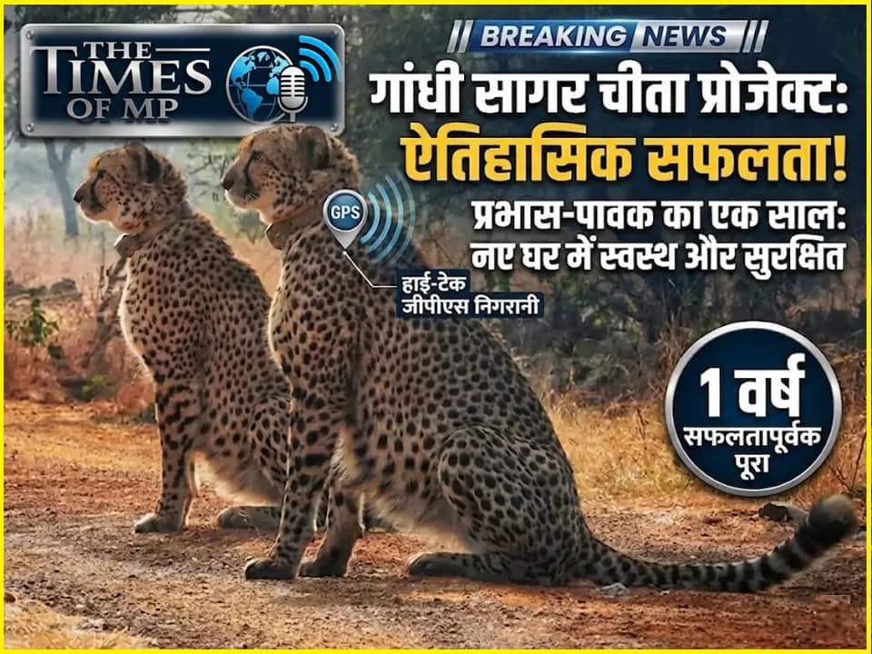 गांधी सागर चीता प्रोजेक्ट