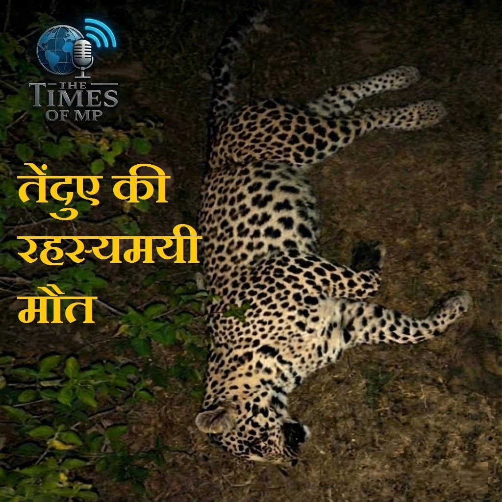 Leopard Death In Manasa