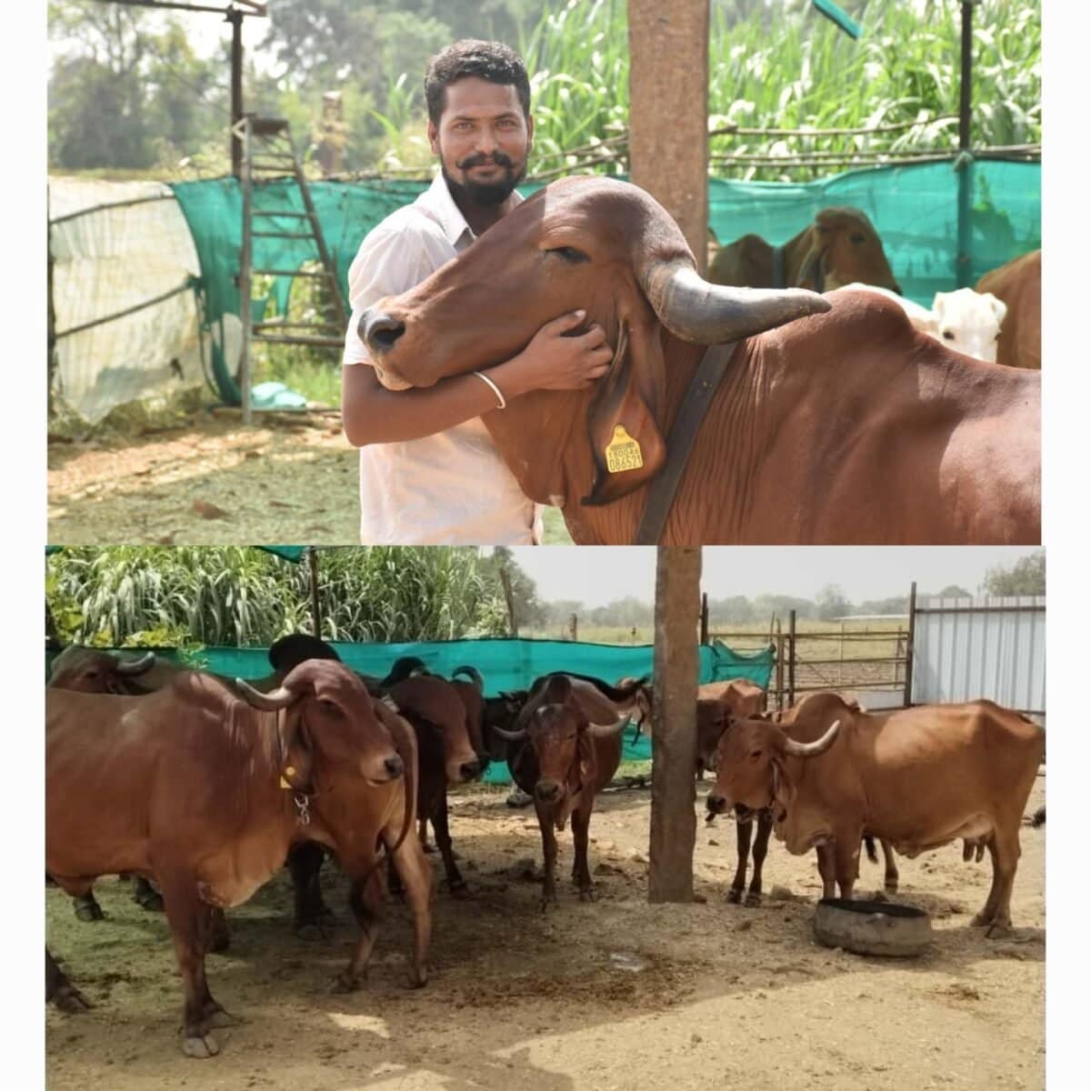 L Neemuch111025114327