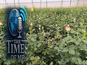 Rose Farming Business